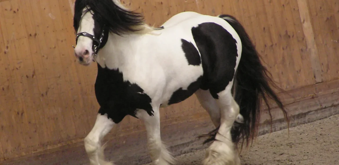 How to Care for Your Pinto Horse : Tips and Tricks 2022