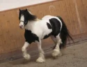 How to Care for Your Pinto Horse : Tips and Tricks 2022