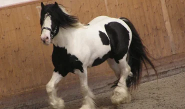 How to Care for Your Pinto Horse : Tips and Tricks 2022