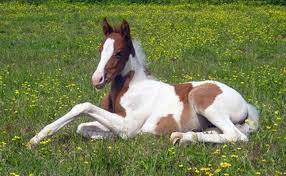 How to Care for Your Pinto Horse : Tips and Tricks 2022