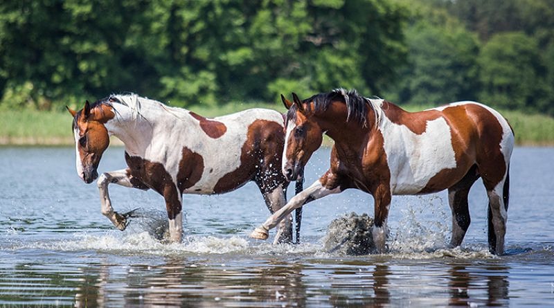 How to Care for Your Pinto Horse : Tips and Tricks 2022